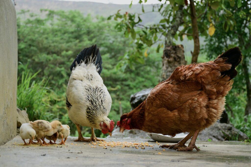 Gallinas alimentándose de maíz junto a sus polluelos