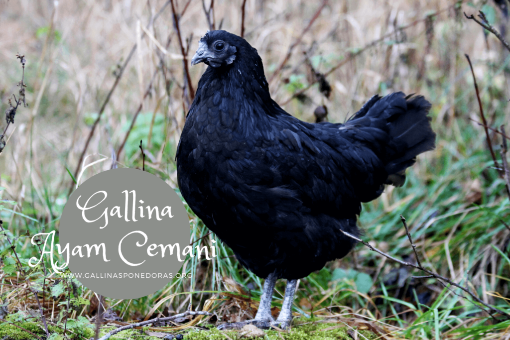gallina-ponedora negra Ayam Cemani