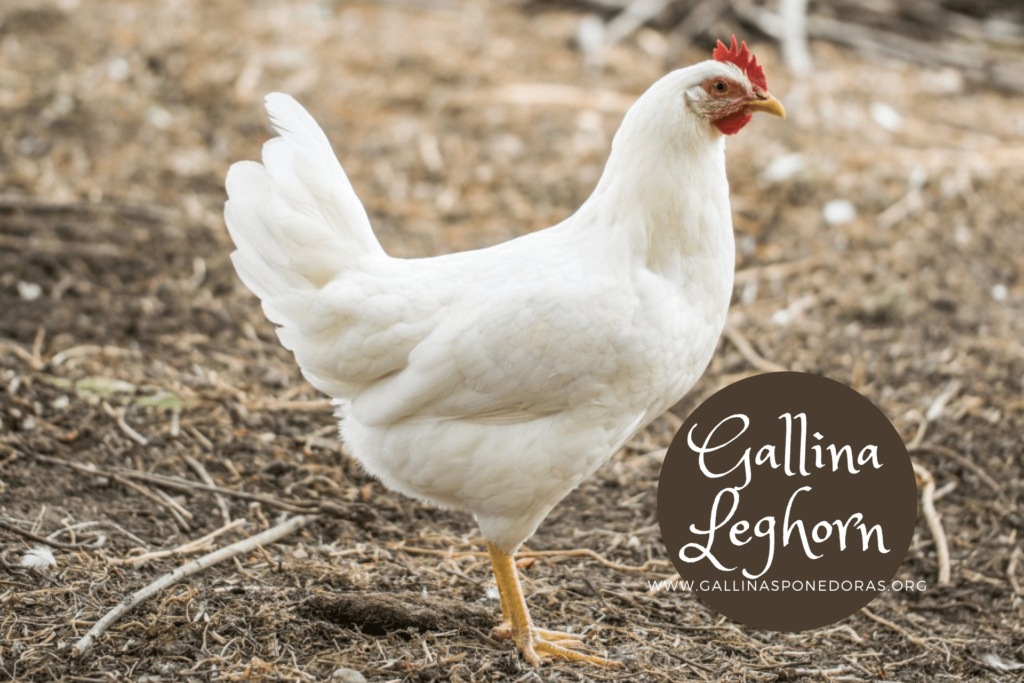gallina-ponedora Leghorn