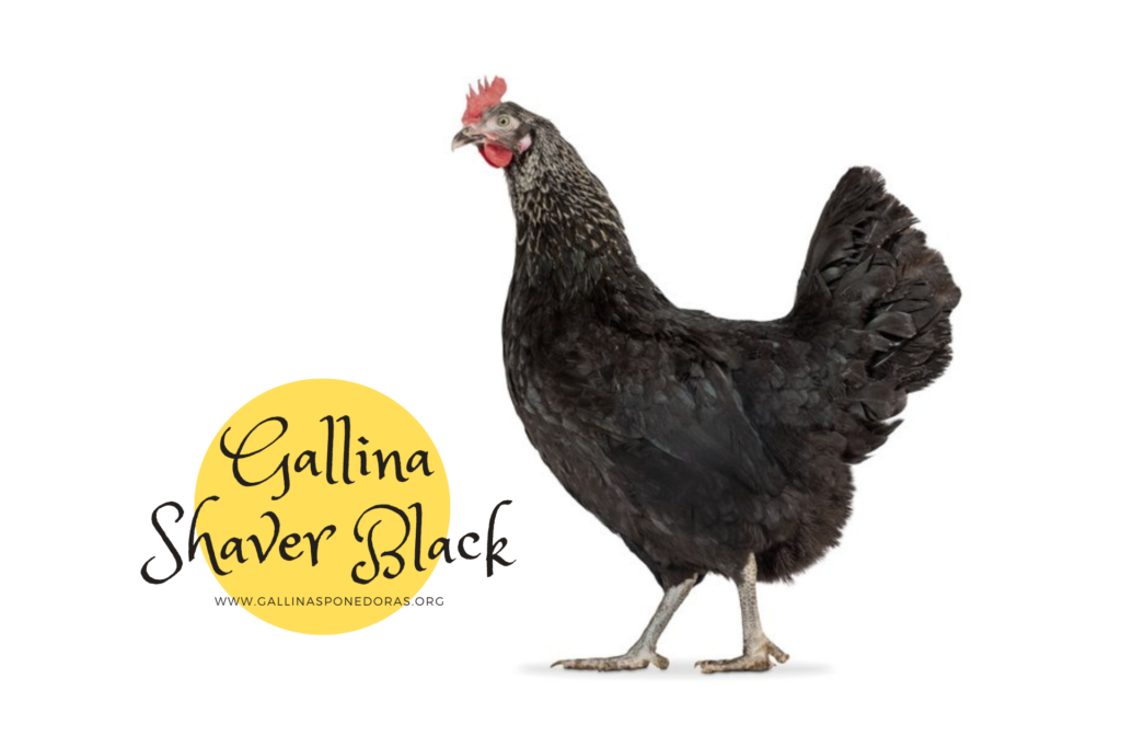 La gallina de raza Shaver Black es una ponedora de huevo marrón.