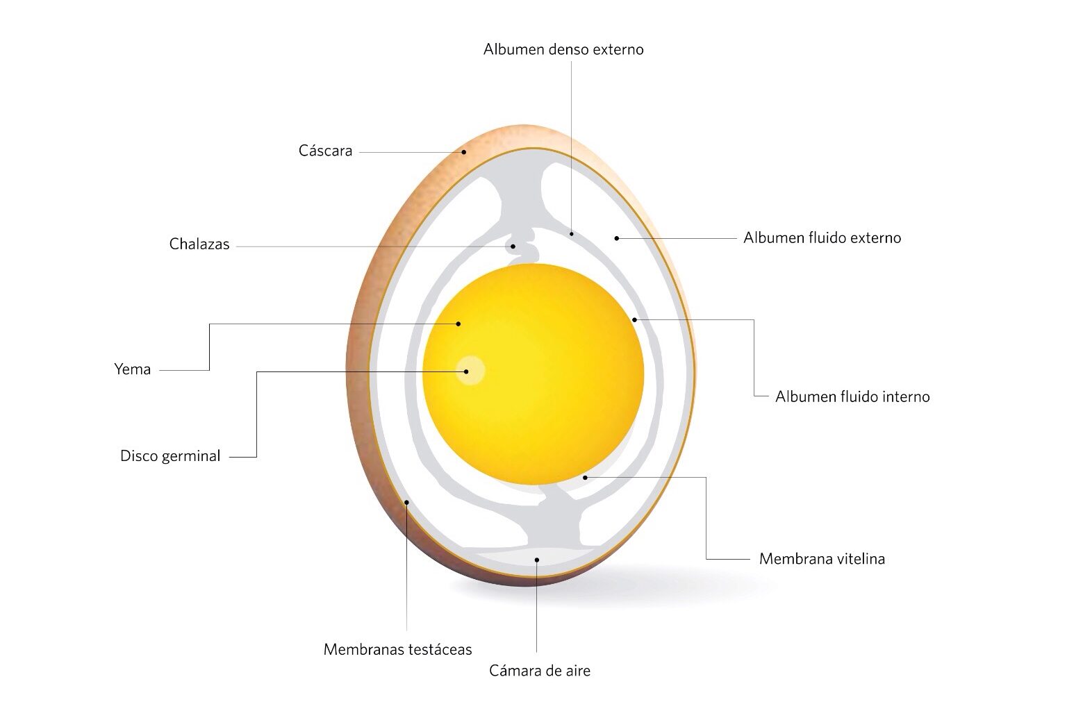 Diagrama de las partes que conforman un huevo de gallina.