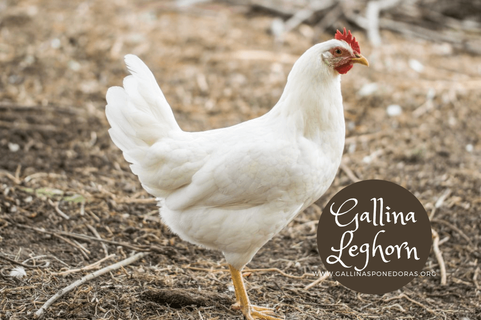 Foto de perfil de una gallina blanca de la raza ponedora Leghorn.